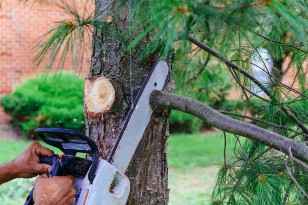 Best Palm Tree Trimming  in North Puyallup, WA